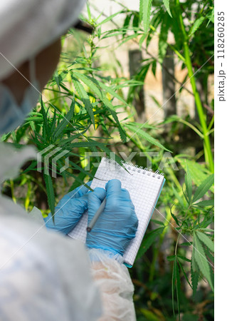 Conducting indepth research focused on Cannabis cultivation within a greenhouse environment Conducting indepth research focused on Cannabis cultivation within a greenhouse environment 118260285