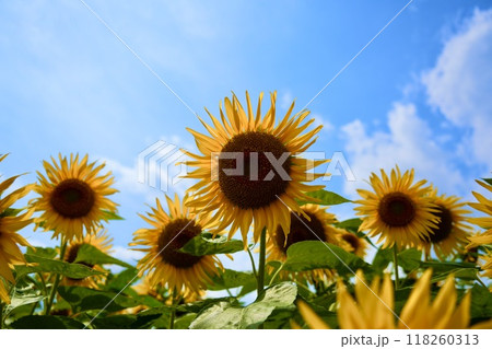 青空に映える　美しく鮮やかな複数のひまわり　花畑　 118260313