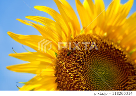 青空に映える　美しく鮮やかで美しいひまわりとハチ　アップ 118260314