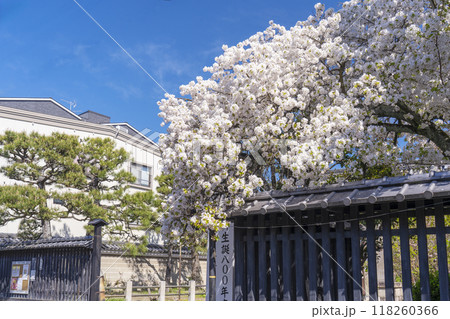 妙蓮寺　山門前　満開の桜　(京都市上京区妙蓮寺前町) 118260366