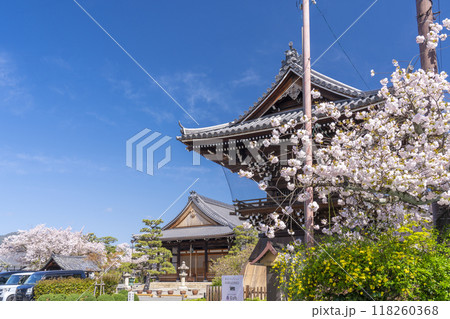 妙蓮寺　鐘楼と本堂　満開の桜　(京都市上京区妙蓮寺前町) 118260368