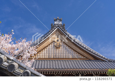 妙蓮寺　本堂　破風板と懸魚　満開の桜　(京都市上京区妙蓮寺前町) 118260371
