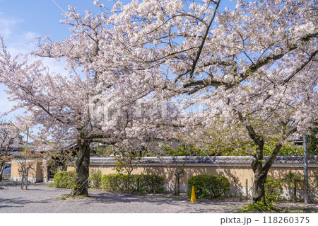 妙蓮寺　境内に咲いているソメイヨシノ　(京都市上京区妙蓮寺前町) 118260375