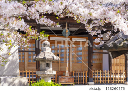 妙蓮寺 本堂 満開の桜 (京都市上京区妙蓮寺前町) 妙蓮寺 本堂 満開の桜 (京都市上京区妙蓮寺前町) 118260376