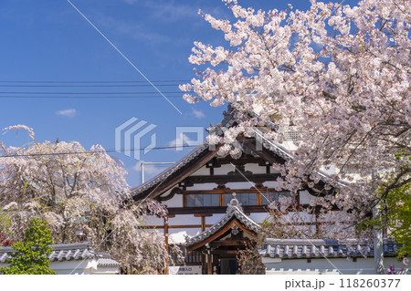 妙蓮寺　寺務所と桜　(京都市上京区妙蓮寺前町) 118260377