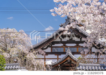 妙蓮寺　寺務所と桜　(京都市上京区妙蓮寺前町) 118260378