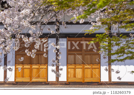 妙蓮寺　寺務所と桜　(京都市上京区妙蓮寺前町) 118260379