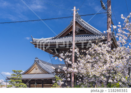 妙蓮寺　鐘楼と満開の桜　(京都市上京区妙蓮寺前町) 118260381