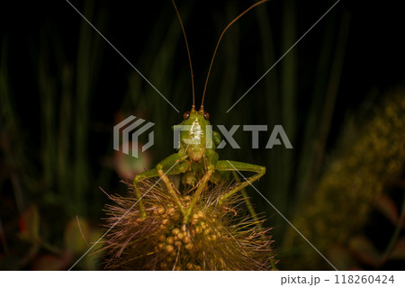 Grasshopper on a green leaf in the nature. macro 118260424