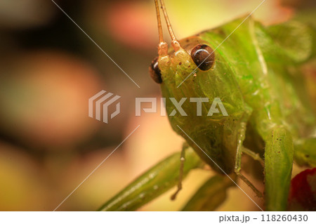 Grasshopper on a green leaf in the nature. macro 118260430