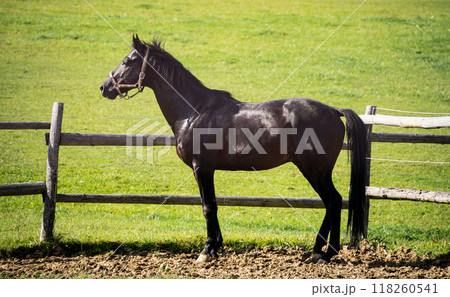 Elegant black horse standing straight with green grass backround, Slovakia, Europe 118260541