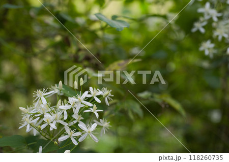 緑の中で咲く清らかな白い花 緑の中で咲く清らかな白い花 118260735