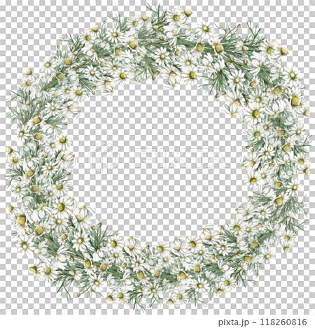 Wreath of bouquets with chamomile. Isolated watercolor illustration for design of herbal infusions, teas, menu of cafes and restaurants. 118260816