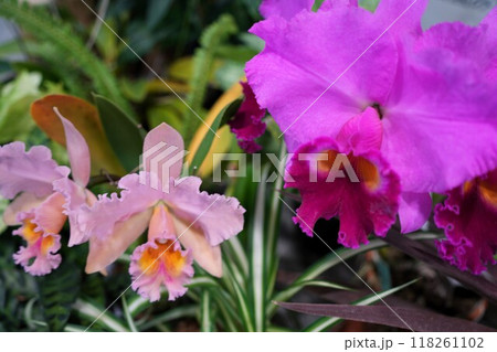 蘭の花の美	 118261102