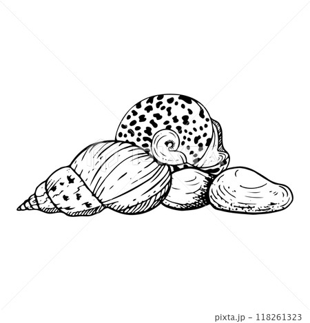 Line spiral seashell and round trochus snail nautilus laying on seabed with stones black and white vector illustration. Tropical ocean mollusk animals from Red Sea or Indonesia for coloring Line spiral seashell and round trochus snail nautilus laying on seabed with stones black and white vector illustration. Tropical ocean mollusk animals from Red Sea or Indonesia for coloring 118261323