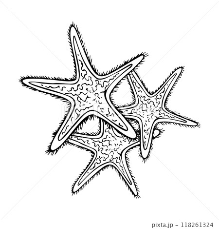 Black ang white starfish animals line vector illustration for coloring pages. Oceanic tropical nature from exotic ocean reef for nautical marine designs. Detailed ink graphic drawing 118261324