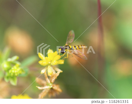 コメツブツメクサとハナアブ コメツブツメクサとハナアブ 118261331