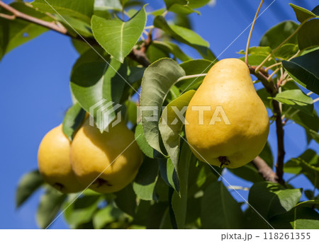 Pears on the tree Pears on the tree 118261355