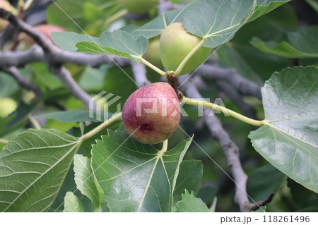 緑の葉と赤く色づくイチジクの実がなっている木の枝のアップの風景 118261496