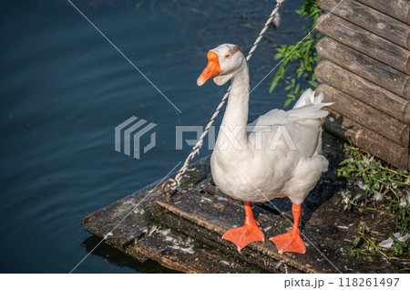 ガチョウ 琵琶湖大津港 ガチョウ 琵琶湖大津港 118261497