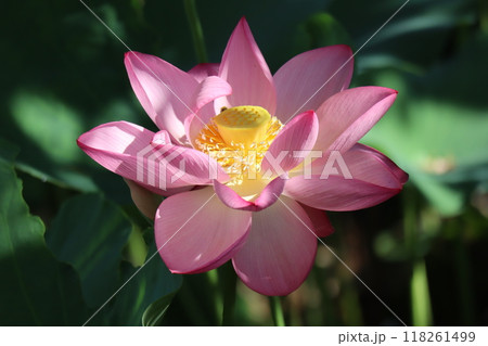太陽の光りのあたるピンク色の花びらの蓮の花のアップの風景 118261499