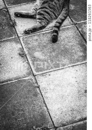 The cat lies The cat lies 118261563