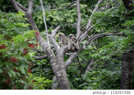 森の中のオオコノハズク 118261586