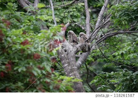森の中のオオコノハズク 森の中のオオコノハズク 118261587