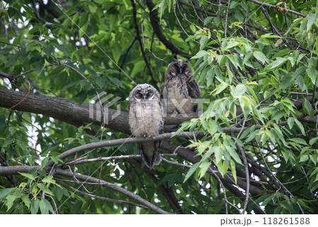 森の中のオオコノハズク 118261588