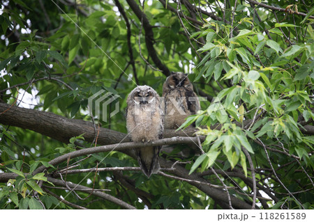 森の中のオオコノハズク 森の中のオオコノハズク 118261589