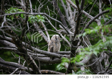 森の中のオオコノハズク 森の中のオオコノハズク 118261595