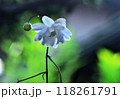 林床にヒッソリと咲く八重咲き蓮華升麻の花 118261791