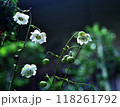 林床にヒッソリと咲く八重咲き蓮華升麻の花 118261792