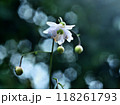林床にヒッソリと咲く八重咲き蓮華升麻の花 118261793