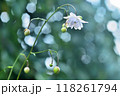 林床にヒッソリと咲く八重咲き蓮華升麻の花 118261794