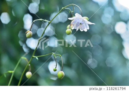 林床にヒッソリと咲く八重咲き蓮華升麻の花 118261794