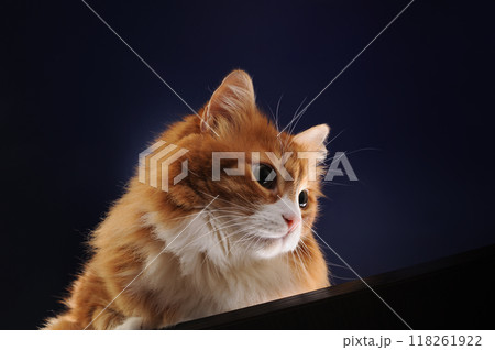 A ginger cat lies on a wooden surface A ginger cat lies on a wooden surface 118261922