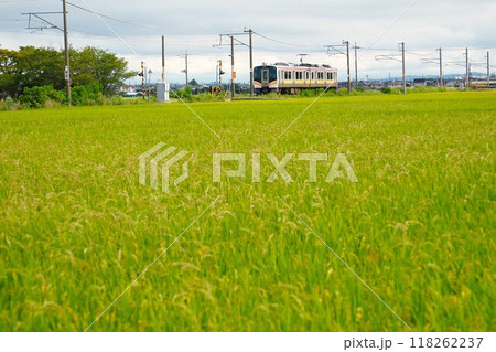 穀倉地帯を走る越後線 穀倉地帯を走る越後線 118262237