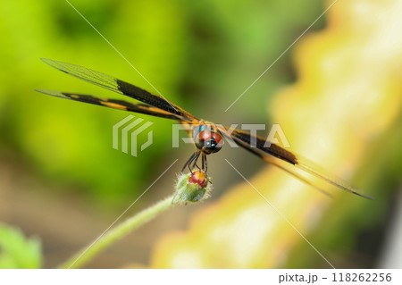 dragonfly Macro of a dragonfly on a green leaf. 118262256