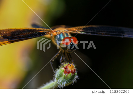 dragonfly Macro of a dragonfly on a green leaf. 118262263
