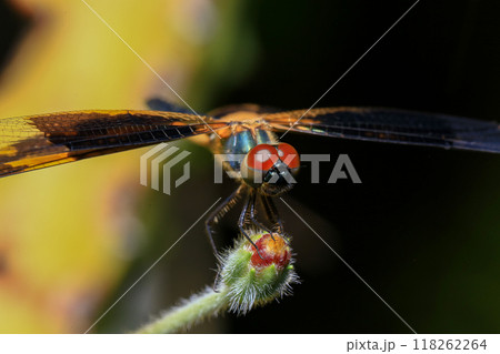 dragonfly Macro of a dragonfly on a green leaf. 118262264