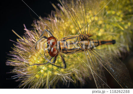 dragonfly Macro of a dragonfly on a green leaf. 118262288