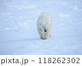 北極を歩くシロクマ 118262302
