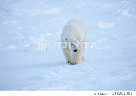 北極を歩くシロクマ 118262302