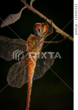 dragonfly Macro of a dragonfly on a green leaf. 118262312