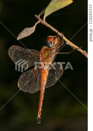dragonfly Macro of a dragonfly on a green leaf. 118262313
