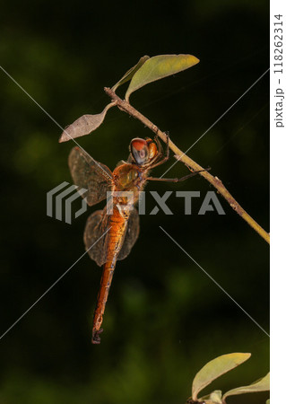 dragonfly Macro of a dragonfly on a green leaf. 118262314