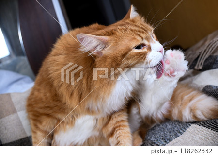 Ginger cat washes his paw Ginger cat washes his paw 118262332