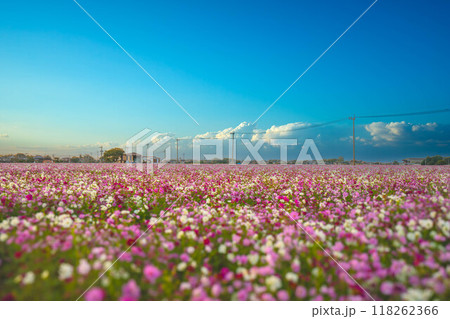 秋素材 コスモス園の風景 秋素材 コスモス園の風景 118262366