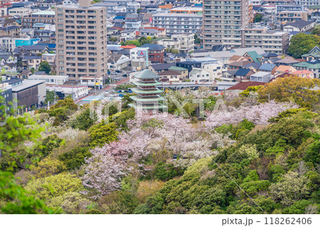 【静岡県】香貫山・香陵台、満開の桜に覆われた慰霊平和塔 118262406